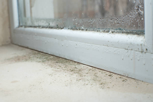 Mold Documentation for Insurance Claims in Westminster, CA